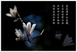公开信息按发布时间滚动